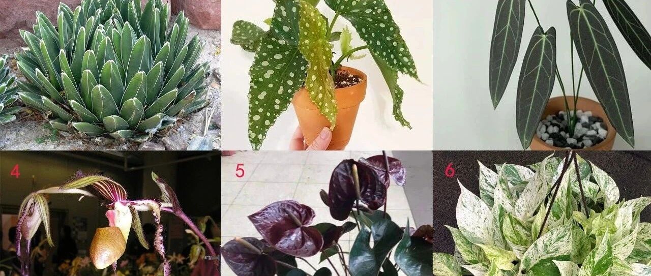 带有“皇后”名字的植物，价格并不是很贵，可都很好看