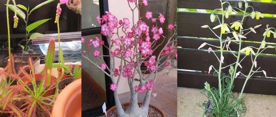 11种小众的室内盆栽，并不是每一种都适合你，注意挑选品种