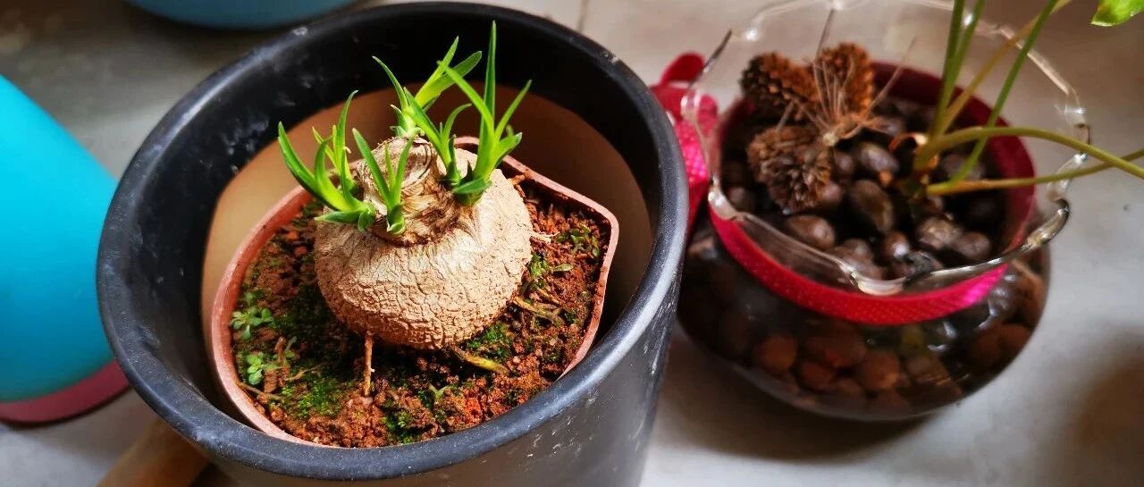 特别小众的几种观叶植物，养桌面上不占位置，却讨人喜欢