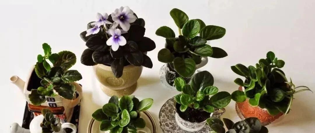 耐半阴的5种开花植物，有较多散射光就能正常生长开花