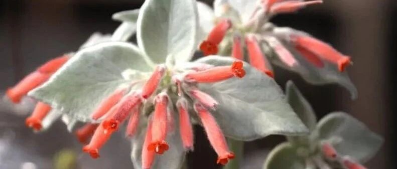 新手园丁能轻松养好的块茎多肉，断崖女王的叶子、花和块茎都好看