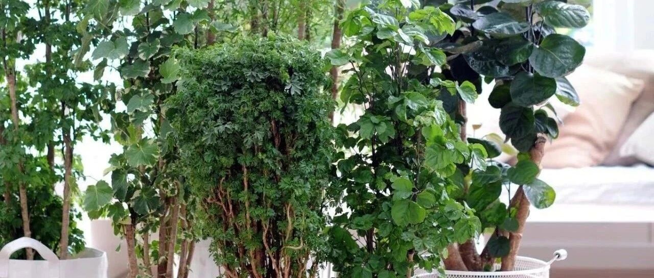 福禄桐五大品种欣赏，盆栽养护容易掉叶黄叶，做好几点可避免