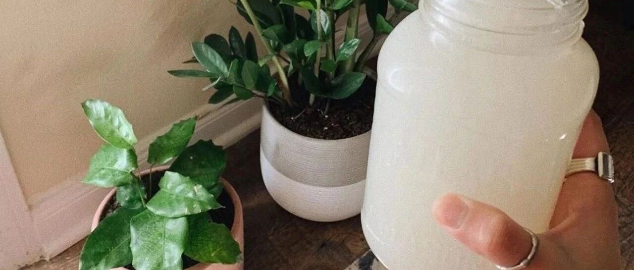 为啥以前的人用淘米水浇花长得特好，现在用却长满小黑飞？