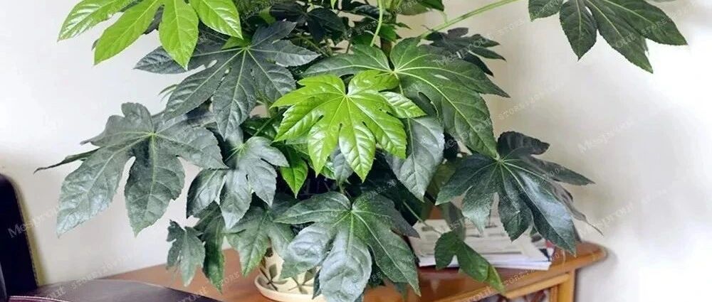 枝叶长得特别壮观的八角金盘，品种还挺丰富，适合养成室内大盆栽