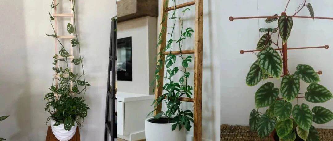 6种可以养在室内的爬藤植物，不开花也美，在花盆里也能攀爬生长