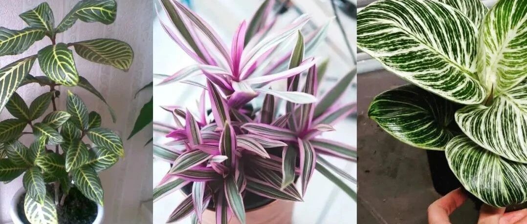 8种叶子长满条纹的观叶植物，很小众的室内绿植，颜值可真不低