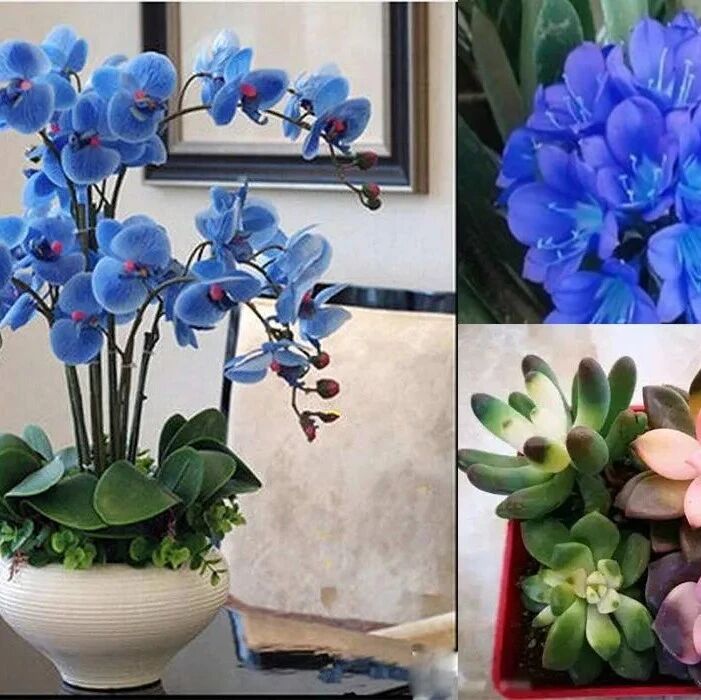 5个养花避坑小知识，养花少踩坑，园艺新手多注意了