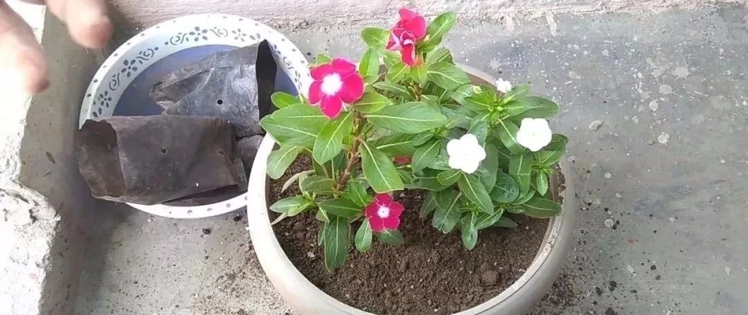 用清水、河沙或盆栽土扦插繁殖长春花，哪种方法才是最好的呢？