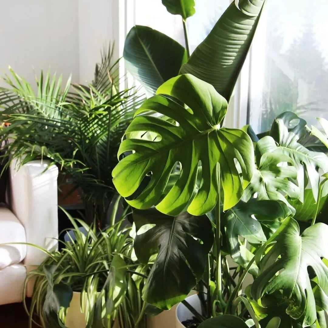 很多净化绿植都是有毒植物，为啥我还将它们养在室内？