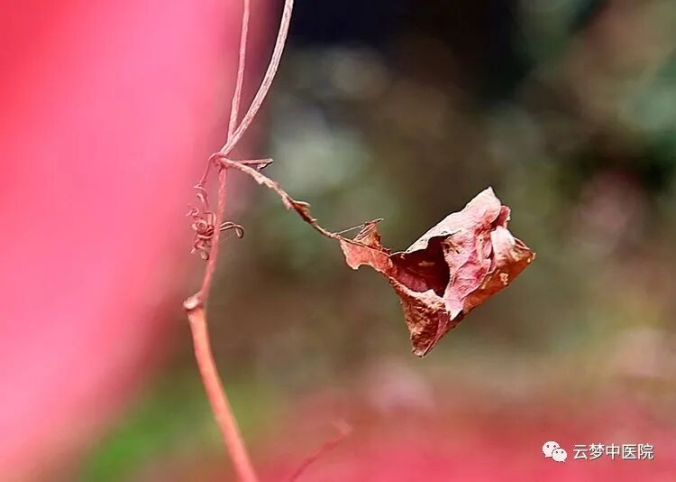 无影灯中间是什么手术室里的“无影灯”_https://www.jmylbn.com_新闻资讯_第2张