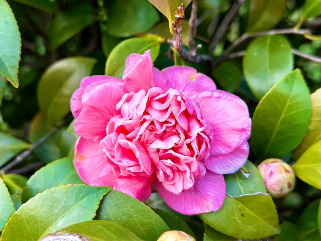 花一开长沙这几个世外桃源就藏不住了