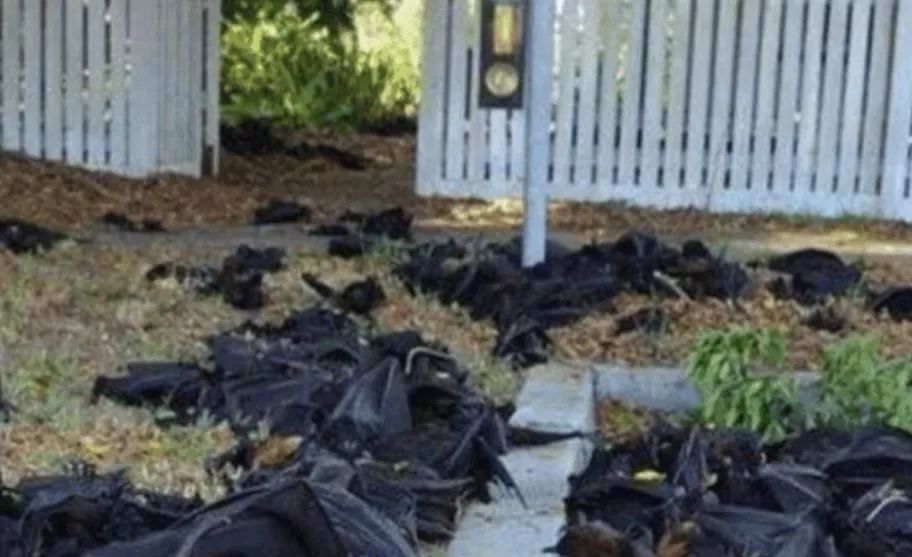 武汉疫情18天后，澳洲30万蝙蝠尸横遍野……有一个真相，终于藏不住了