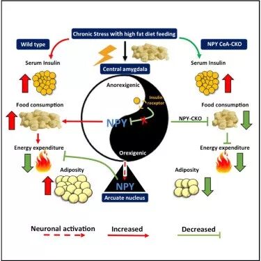FitQ水母健康-生酮饮食