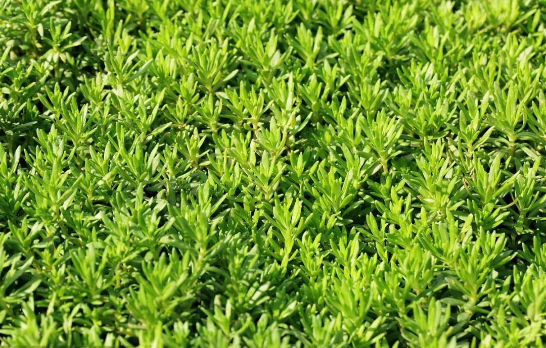 檫木做地板怎么樣_大榆樹(shù)木地板_富林地板天料木