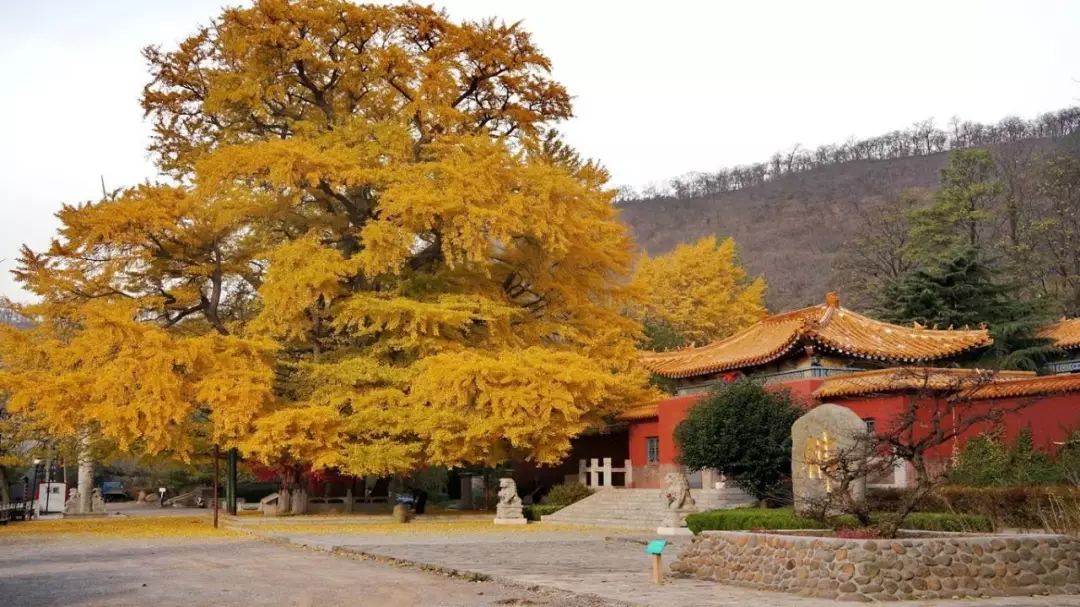 富林地板天料木_大榆樹木地板_檫木做地板怎么樣