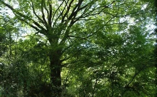 富林地板天料木_檫木做地板怎么樣_大榆樹木地板