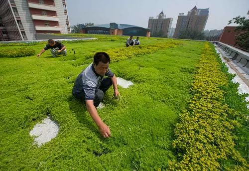 檫木做地板怎么樣_大榆樹木地板_富林地板天料木