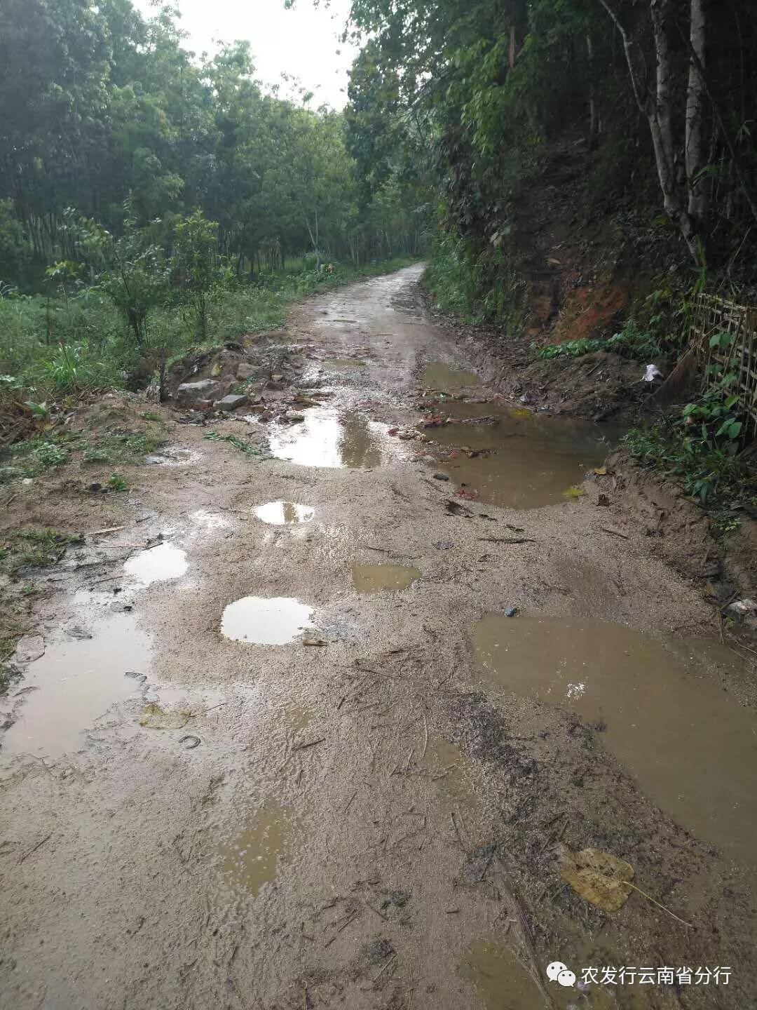 西双版纳州分行助力改善“直过民族”地区道路交通落后短板