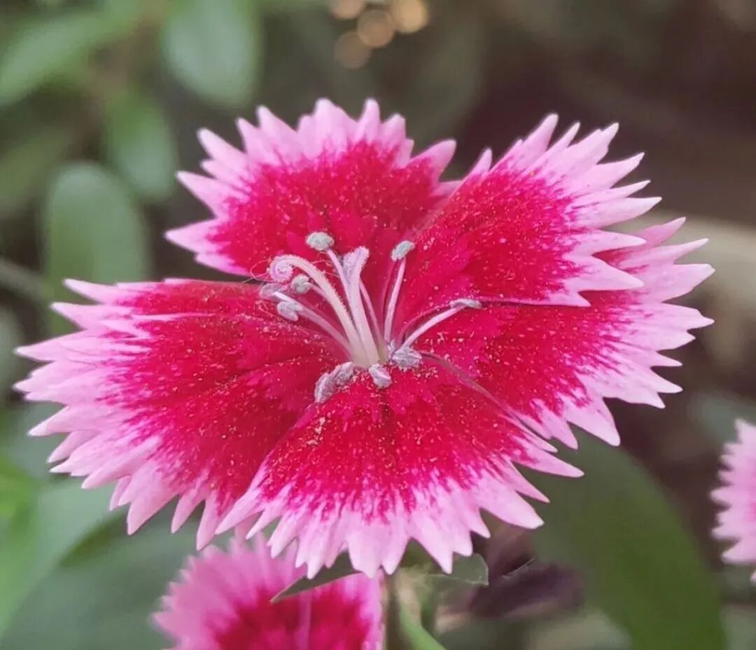 这12种草花 颜值高又好养活 现在播种 入冬前就能赏花啦 全网搜