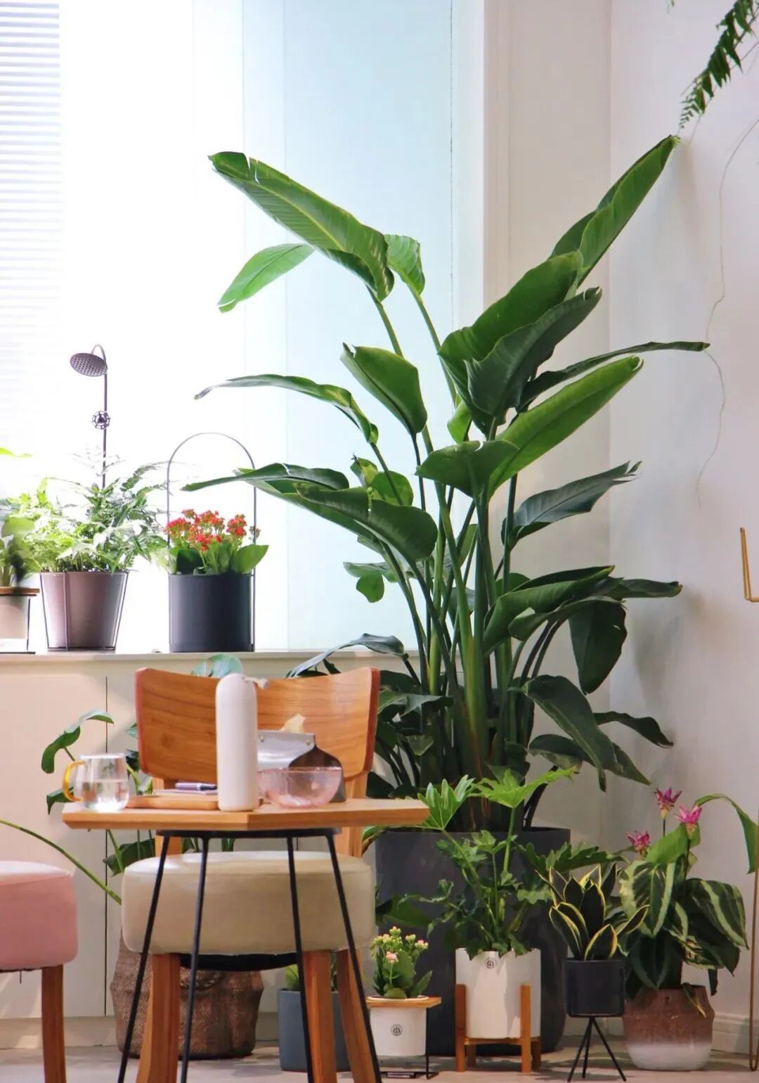 6种富贵花 家里养一盆 吉祥如意又招财 养花手册 微信公众号文章