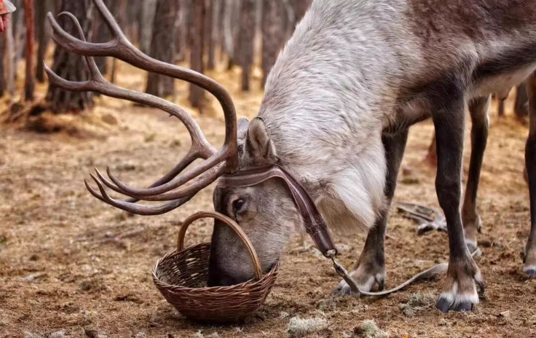 在呼伦贝尔大草原邂逅最美秋天！（组图）