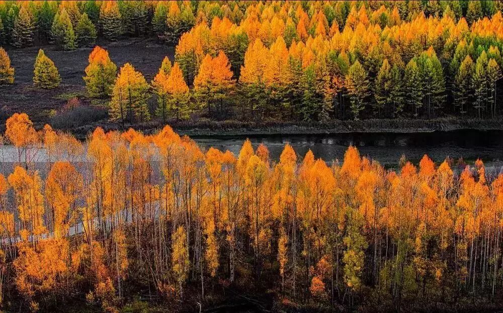 在呼伦贝尔大草原邂逅最美秋天！（组图）