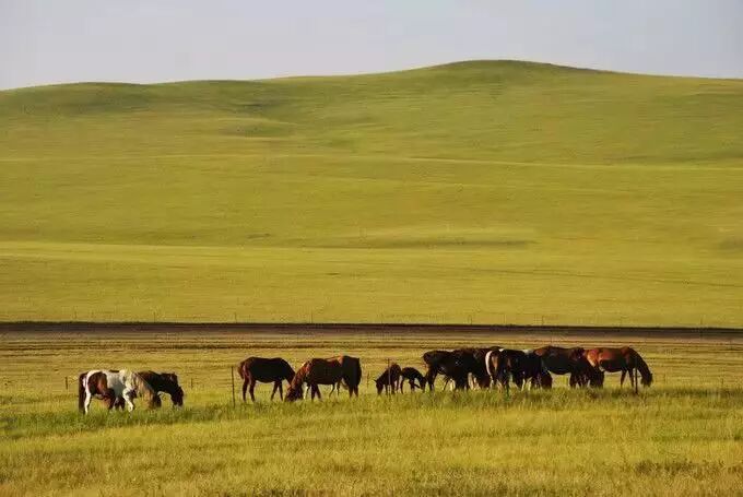 在呼伦贝尔大草原邂逅最美秋天！（组图）
