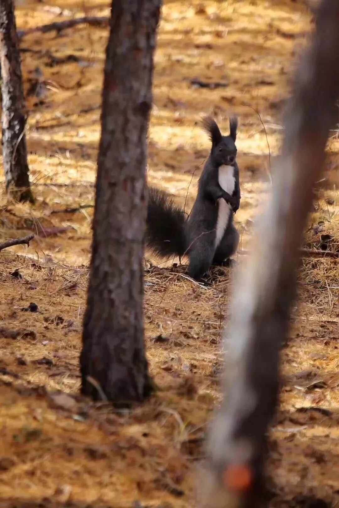 在呼伦贝尔大草原邂逅最美秋天！（组图）