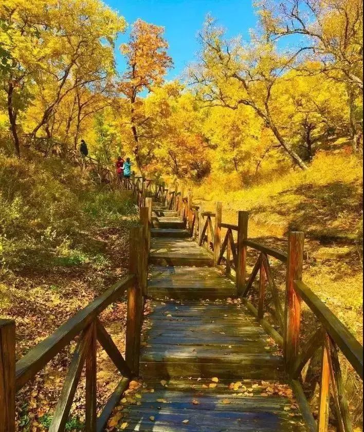 在呼伦贝尔大草原邂逅最美秋天(组图)