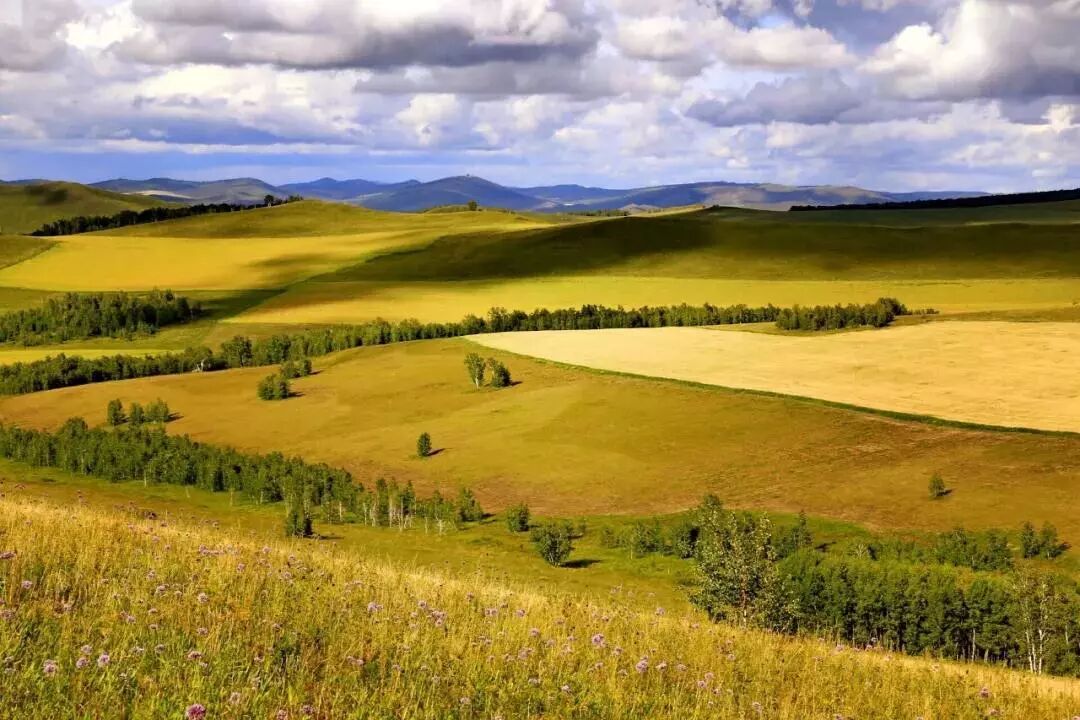 在呼伦贝尔大草原邂逅最美秋天！（组图）