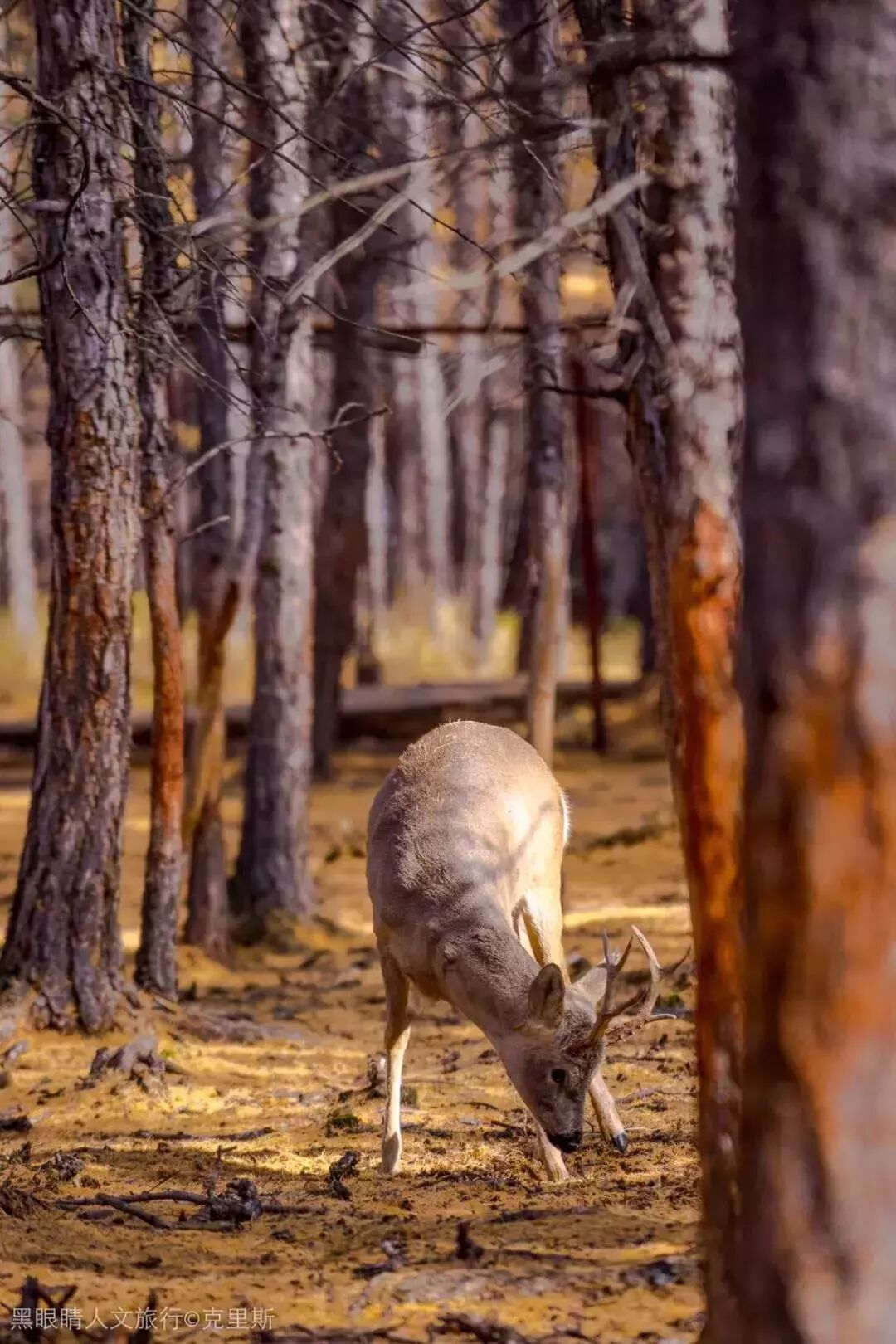 在呼伦贝尔大草原邂逅最美秋天！（组图）