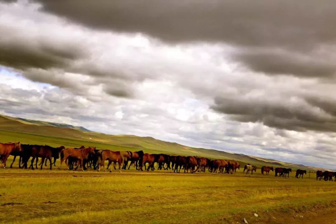 在呼伦贝尔大草原邂逅最美秋天！（组图）