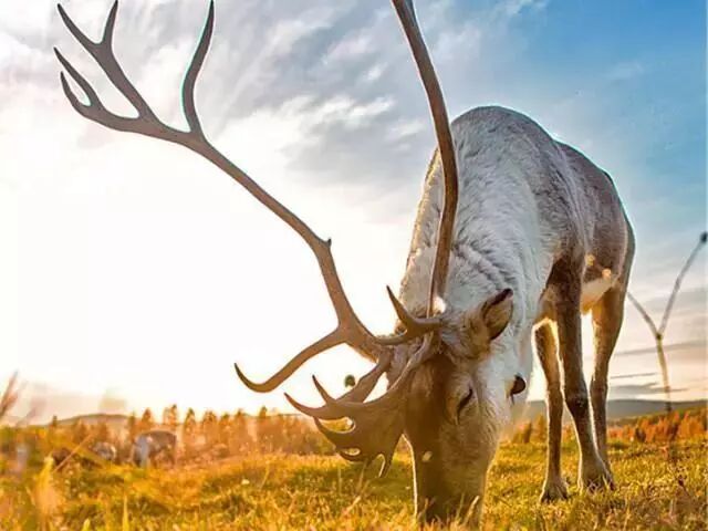在呼伦贝尔大草原邂逅最美秋天！（组图）