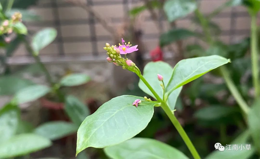 我读《全国中草药汇编》土人参