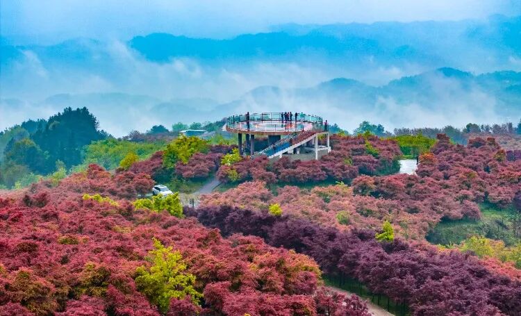 旅游度假区在安澜镇平滩村三,赏枫——安澜镇平滩村重庆市巴南区石农