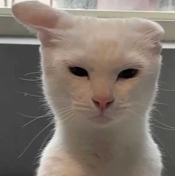 两猫准备打架，其中一只气得耳朵都没了一边，但还不认输！