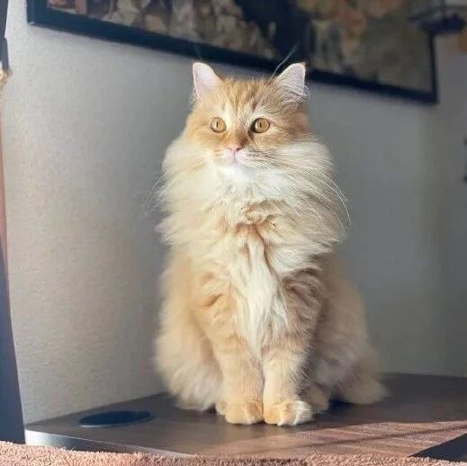 没给猫洗澡时，猫是很蓬松好看的，一给它洗澡后！