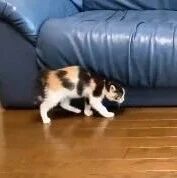 小猫慢慢靠近橘猫，橘猫突然冲过来，把小猫吓得不轻啊！