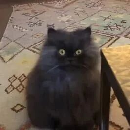 这猫不仅长得一脸特别，连声音也这么低沉，好搞笑！