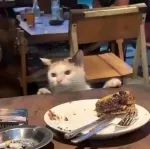 饭店吃饭时遇到只猫，一直扒拉餐桌上的食物，客人也不理！