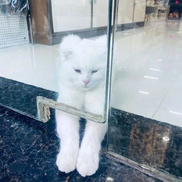 路过一家店，里面的猫经常把爪爪这样放，让人忍不住！