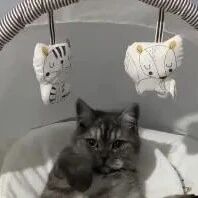 婴儿房传来声响，但婴儿明明没在里面，进一看，原来是猫！