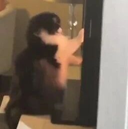 这猫又在偷偷挠电视，被主人当场录下后，很淡定!