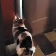 第一次见到雪的猫，很是好奇，结果踩了两脚 就回来了！