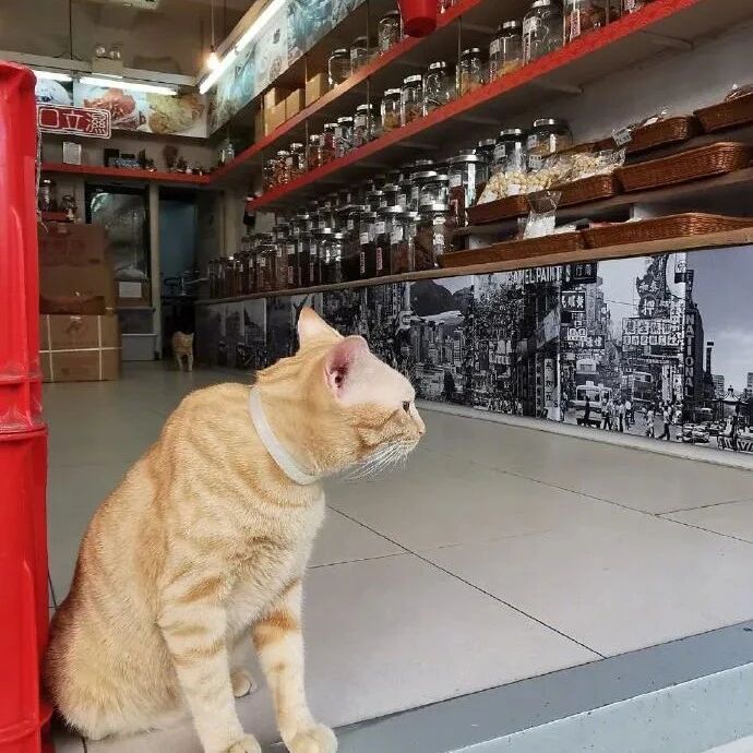 路过一家店时看到门口有两猫守着，关键还是两橘，好严肃！