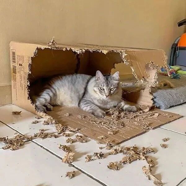 猫把纸箱咬得到处都是，被主人骂了几句后！