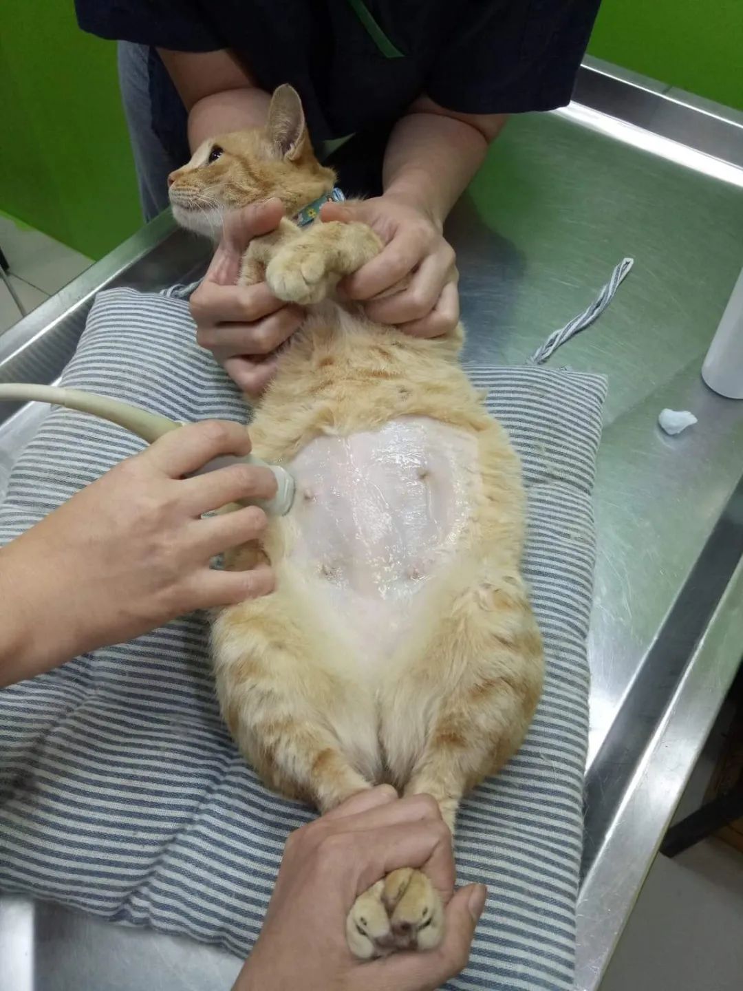 橘猫被抓去验孕，医生的回答让人惊讶！医生：它只是胖而已！