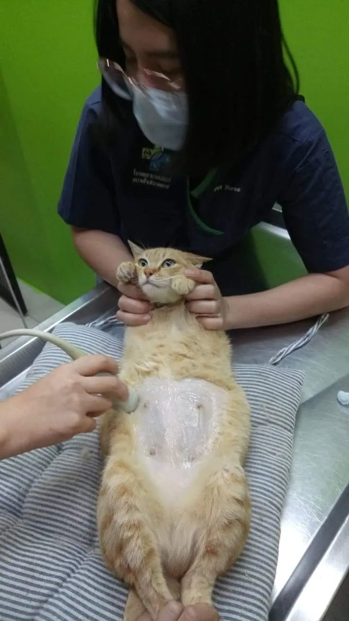 橘猫被抓去验孕，医生：它只是胖而已！