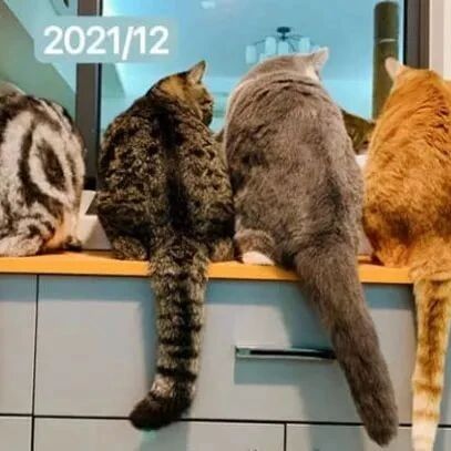 3月份时新养了只猫，到12月再看时，已经长好大！