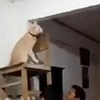 家里出现壁虎，一家人都怕，只好让猫这么做！